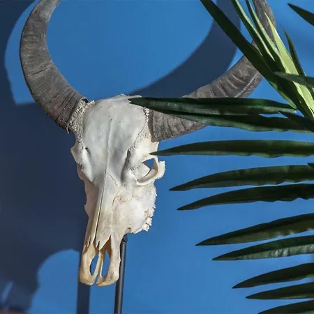 Ziggy Blues Arrecife (Lanzarote)